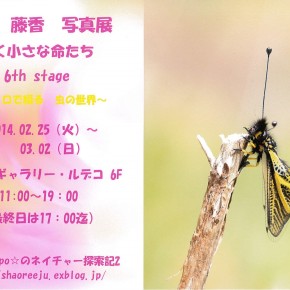 木村藤香　写真展　「　輝く小さな命たち　6th stage　~マクロで綴る　虫の世界~　」
